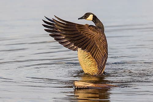Canada goose bathing, flapping wings in wetland, Marion County, Illinois. Places Print